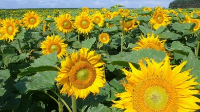 SAATEN-UNION Romania Srl. şi BASF încheie un contract de licenţă pentru floarea-soarelui Clearfield® Plus  