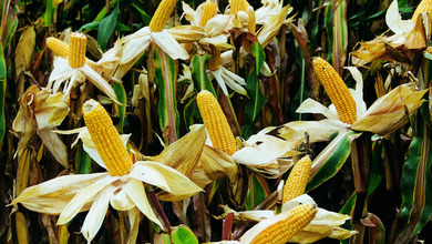 Maize DT - Hibrizi cu toleranta ridicata la seceta