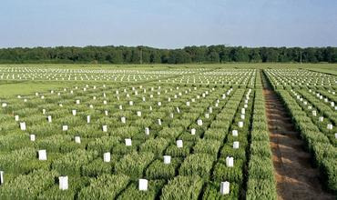 Genetica de cereale Saaten Union Romania, un plus de productie pentru fermieri